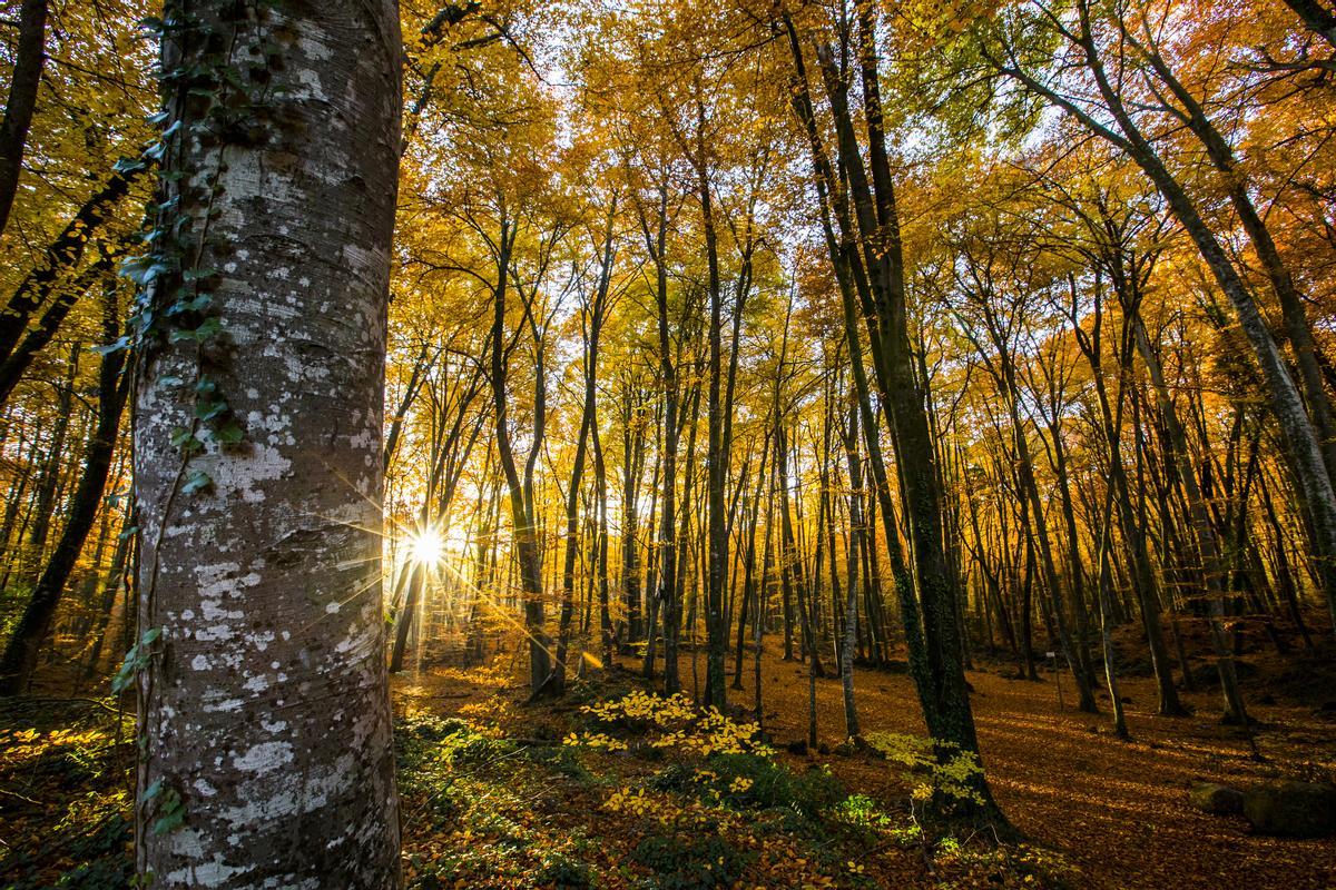 Otoño en la Fageda d'en Jordà