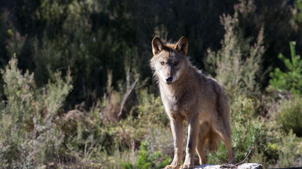 Un lobo, en una imagen de recurso.