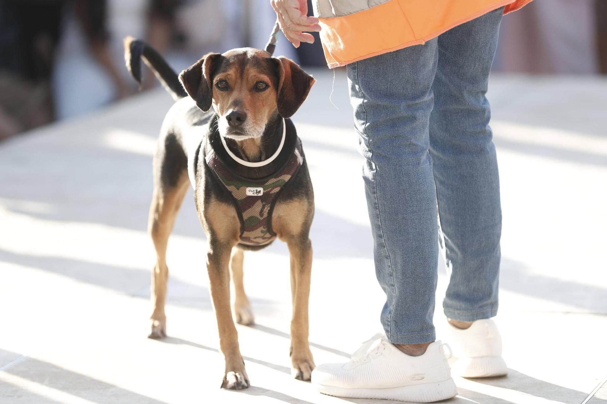 FOTOS | Desfile de Peluditos: Varios perros de Son Reus buscan un hogar
