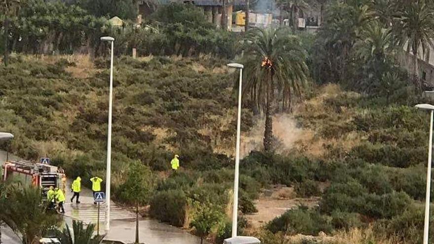 Palmera ardiendo en la calle Adolfo Suárez