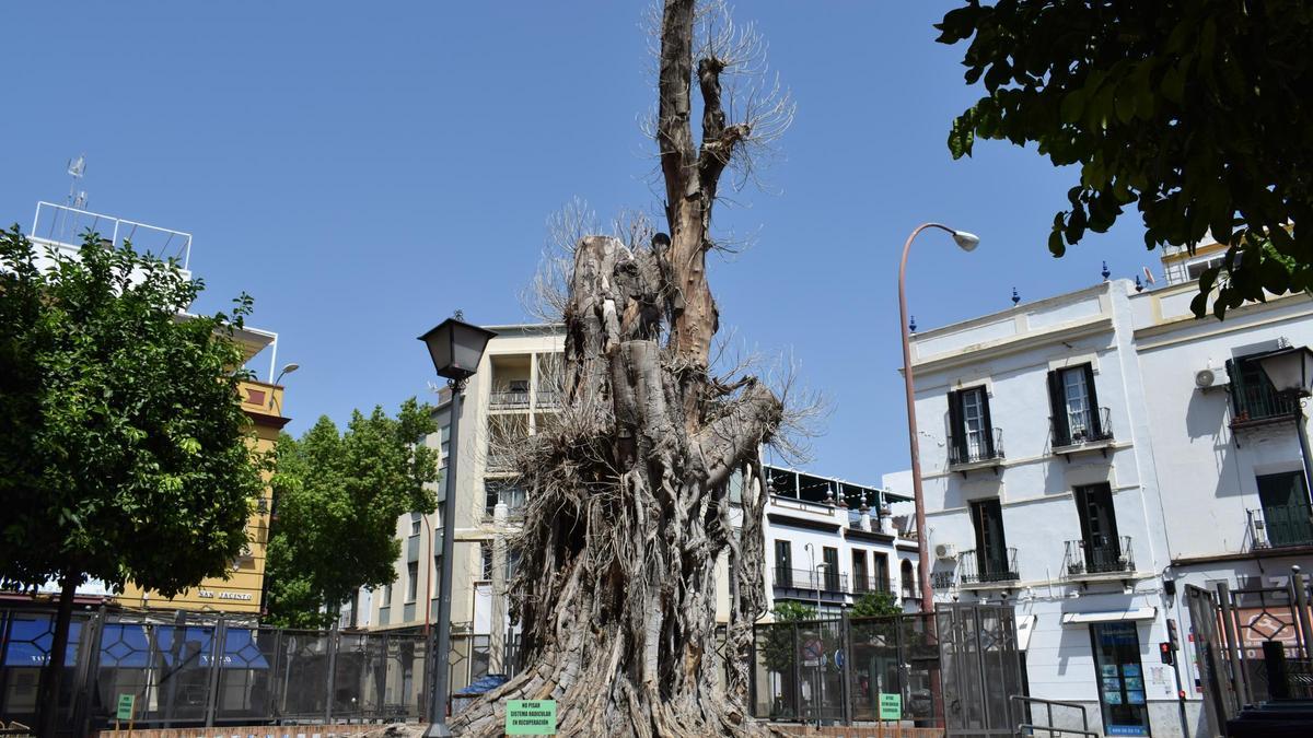 Muere el ficus de la parroquia de San Jacinto por su estado de descomposición y la imposibilidad de recuperarlo