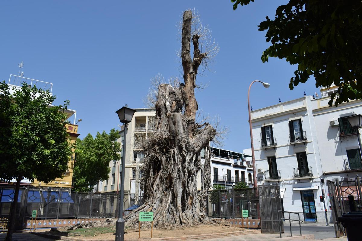 Ficus en la parroquia de San Jacinto