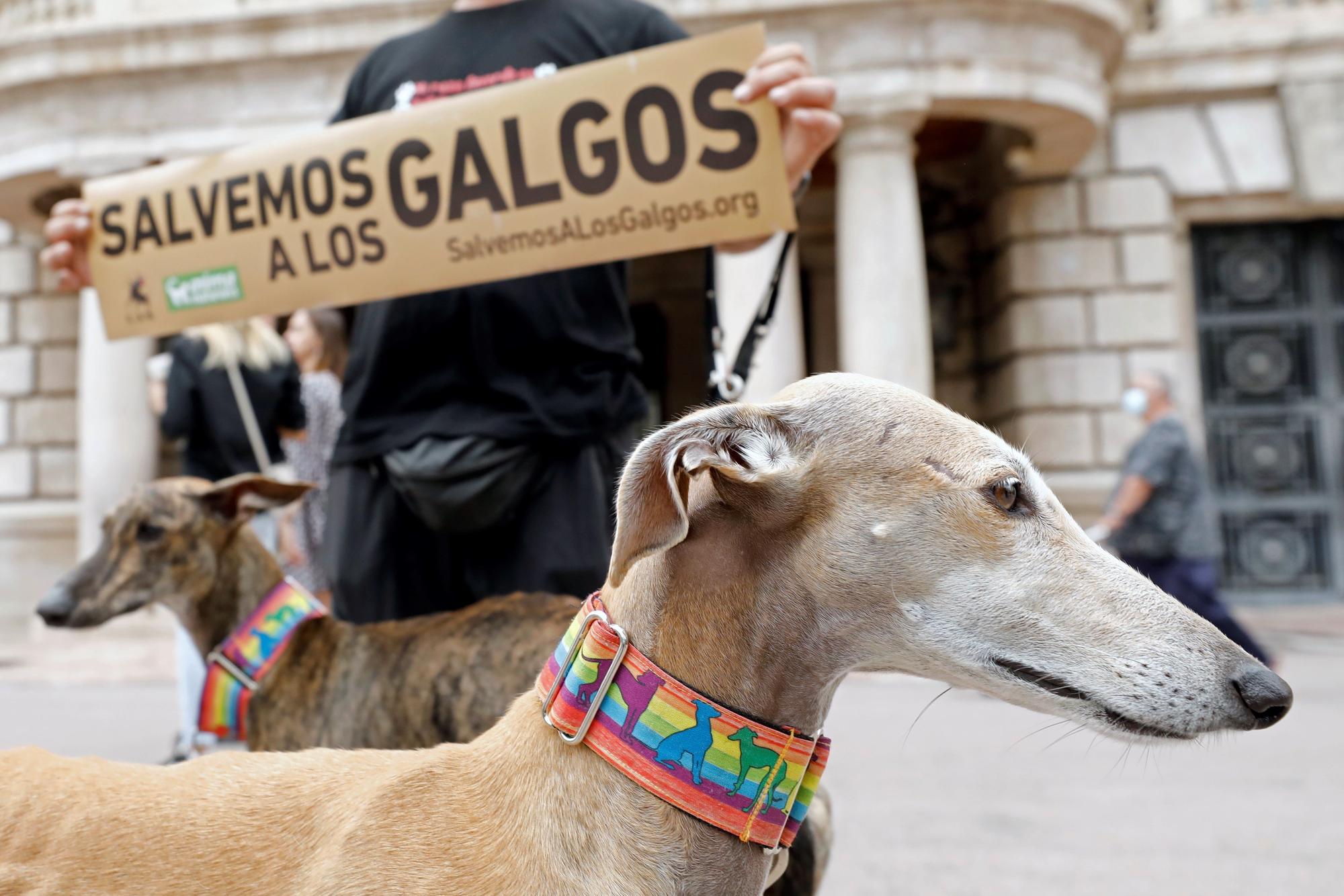 AnimalNaturalis exigen la protección a los galgos en manifestación en València