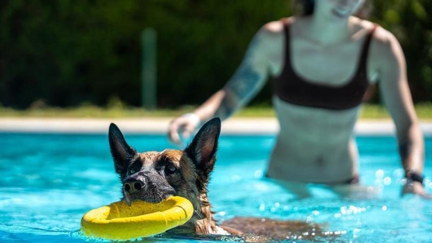 Galería | Las imágenes de las 'Patas al agua' en Mérida