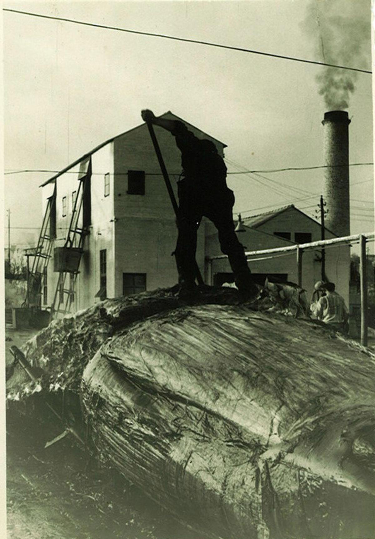 Factoría ballenera de Massó. Alrededor de 1955