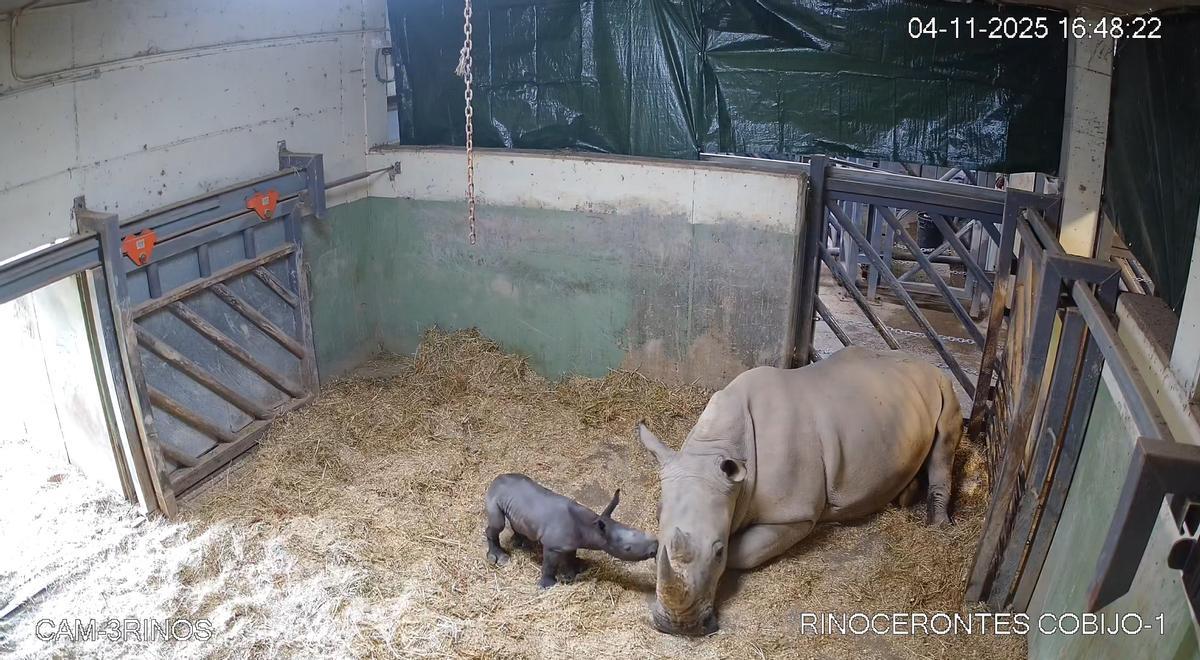 La rinoceronta Kwanza junto al recién nacido.