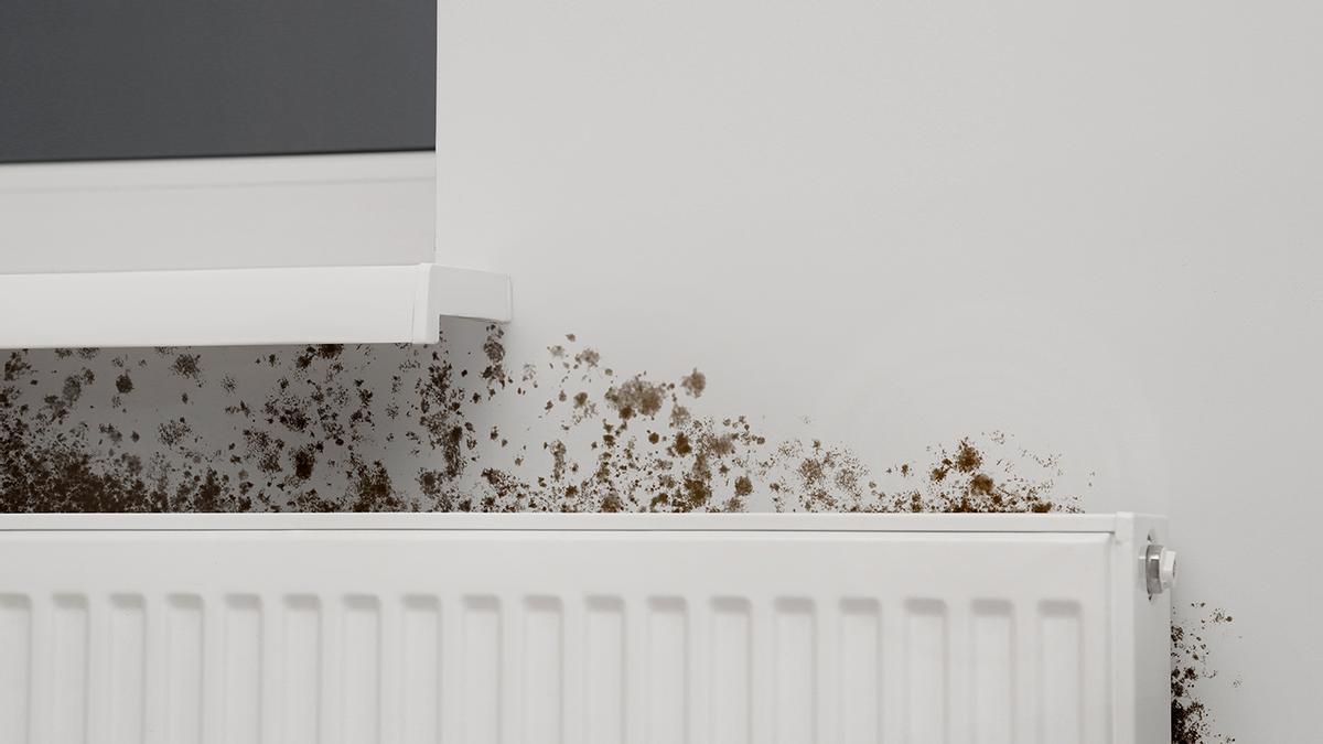 Cómo limpiar manchas de humedad de las paredes incluso si ya