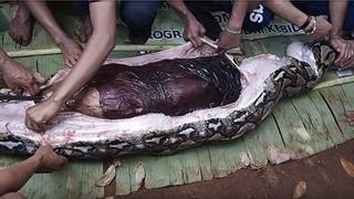 Una serpiente pitón gigante engulle a una mujer en un pueblo de Indonesia