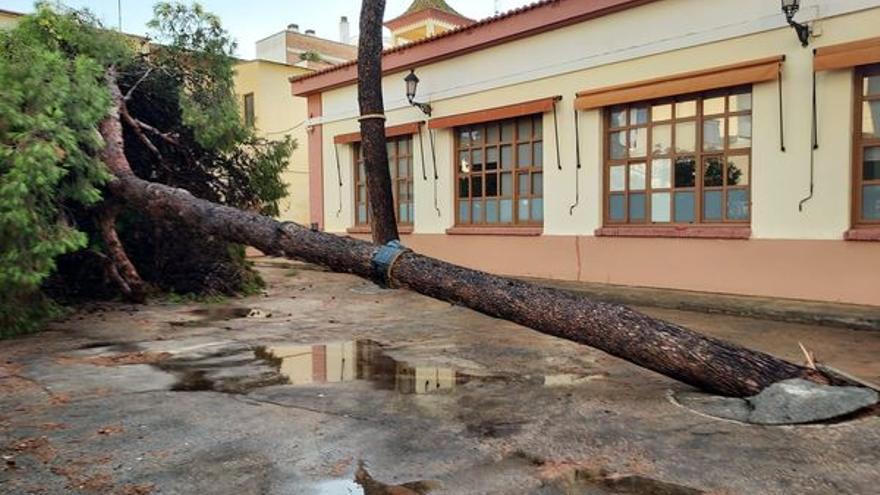 Pino caido en un colegio de Albal por la lluvia.