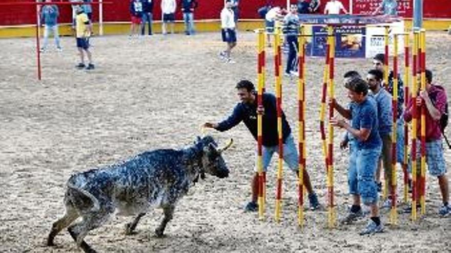 Ara, el correbou de Torroella