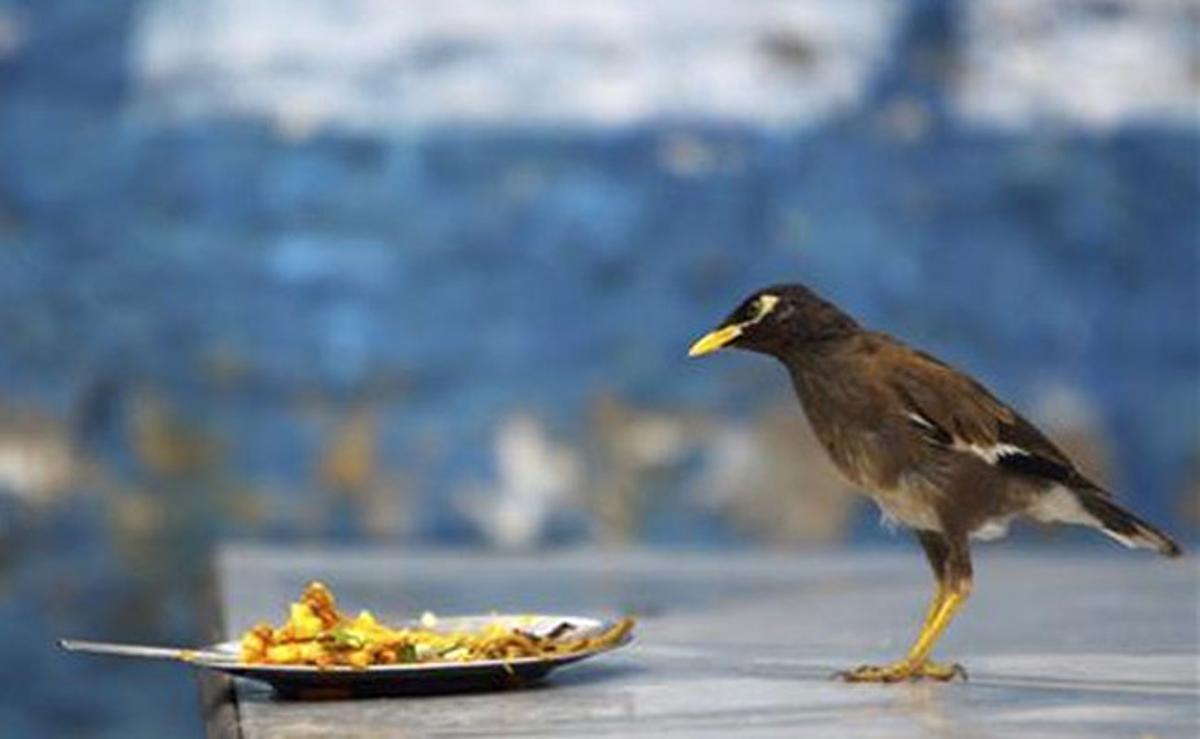 Un ocell espera davant un plat ple de menjar a Kàtmandu (Nepal).