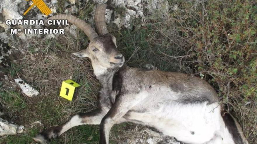 Investigan a un cazador de Ibiza por furtivismo tras abatir piezas de caza mayor en Albacete