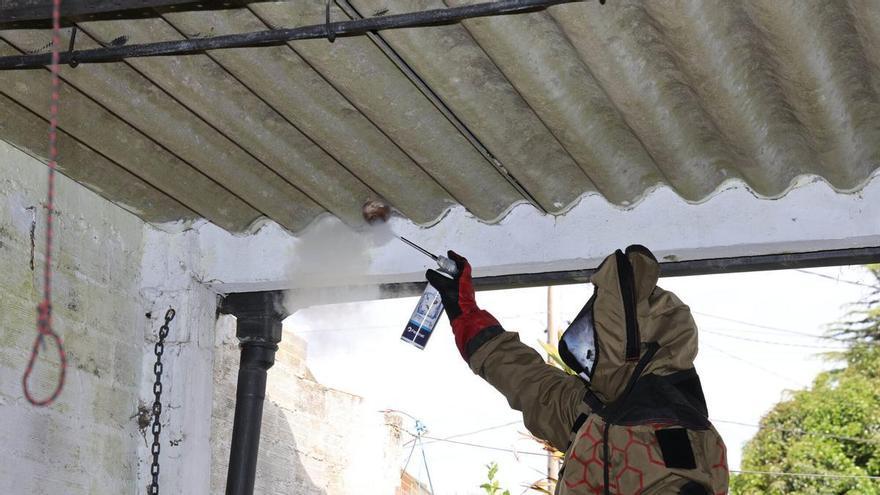 En Vigo se retiraron 1.088 nidos de velutinas