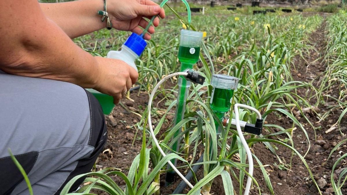 Sistema de optimización del riego de agua en el norte de Tenerife