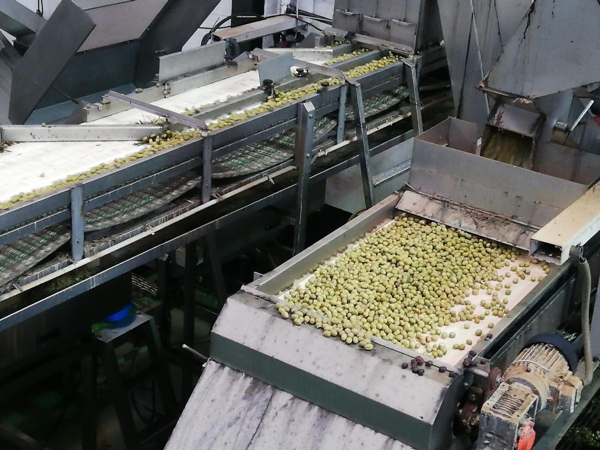 Trabajo con aceituna de mesa de la cooperativa de Posadas (Covidesa)