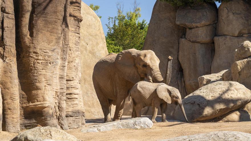 La primera elefantita nacida en la Comunitat cumple un año