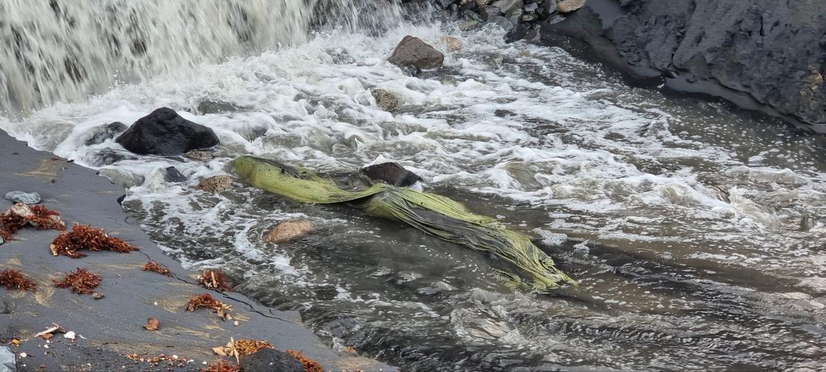 Basura arrastrada a La Cícer por el cauce del Barranco de La Ballena