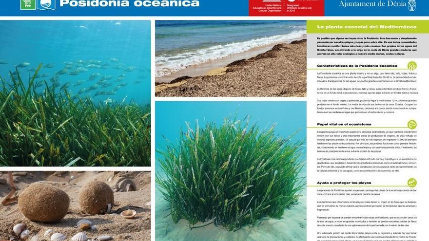 El panel en el que se explica la riqueza de la posidonia oceánica