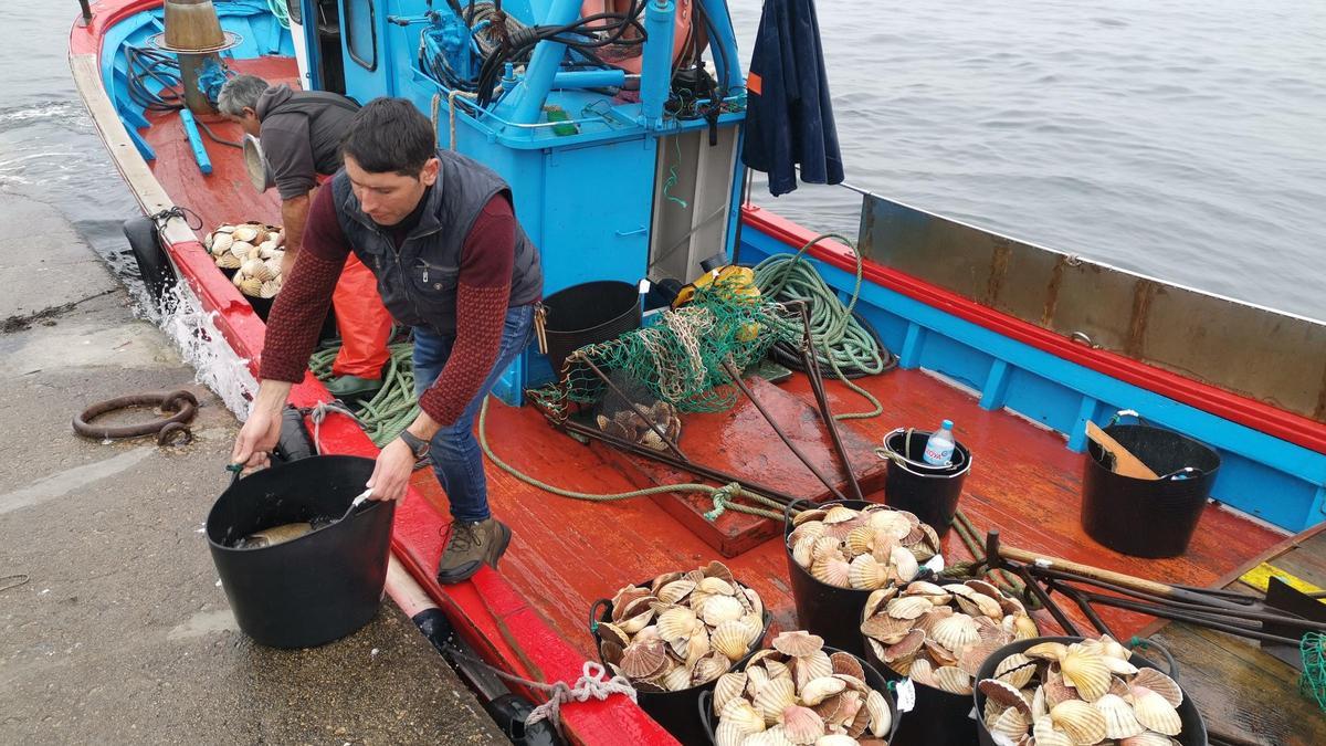Un barco de Bueu descarga vieira en enero de 2020, durante la última campaña autorizada.