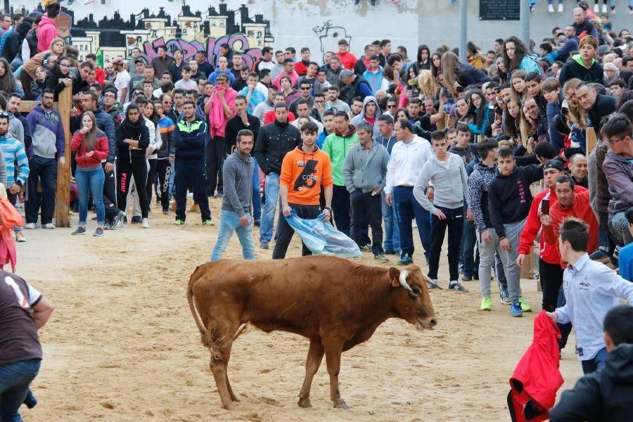 Encierros en Morales del Vino