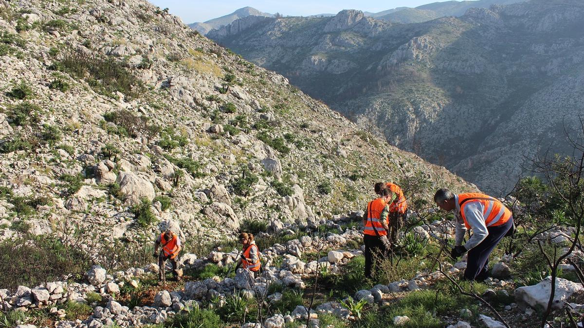 Un grupo de voluntarios de la Fundación Aquae plantando árboles