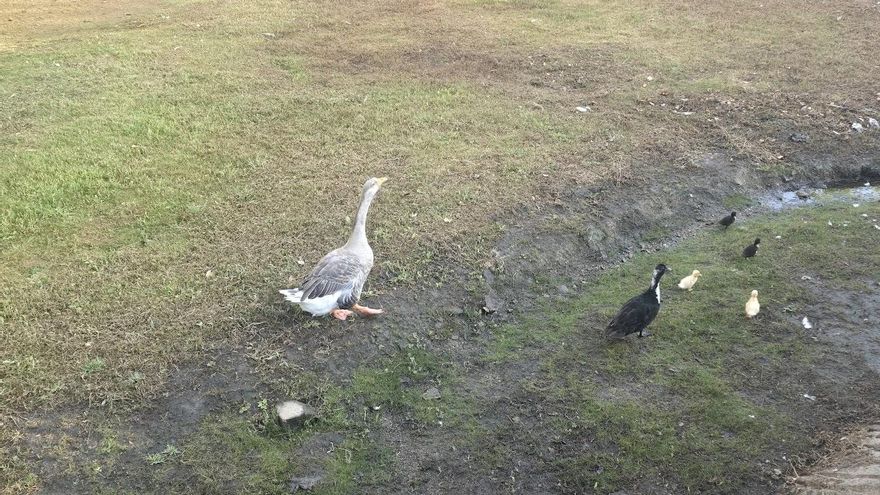 Más patos en el río O Con