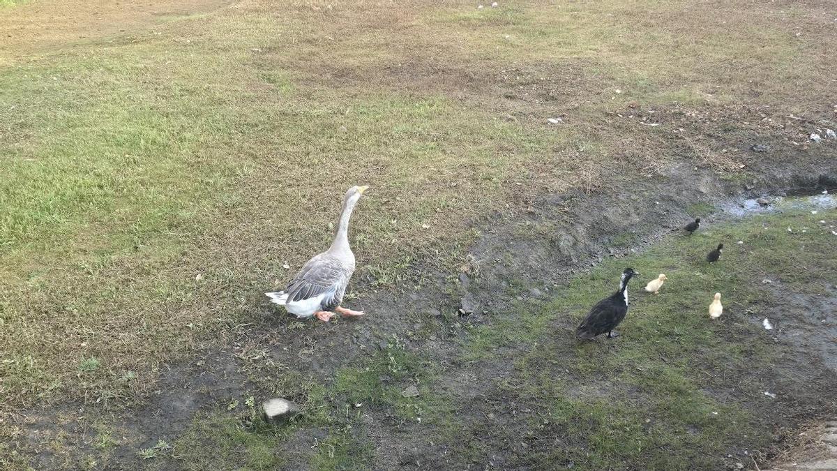 La "familia patoca", formada por un pato, una oca y cuatro patitos.