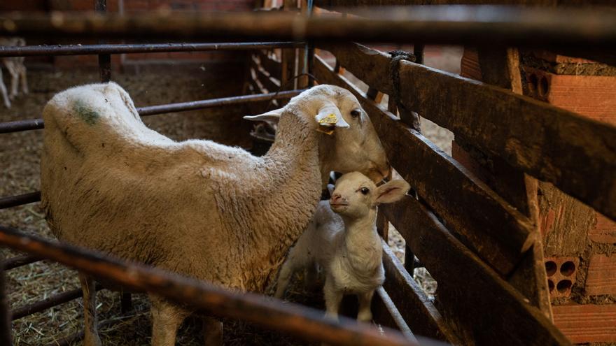 Productores del leche de oveja y el Urcacyl exigen medidas inmediatas