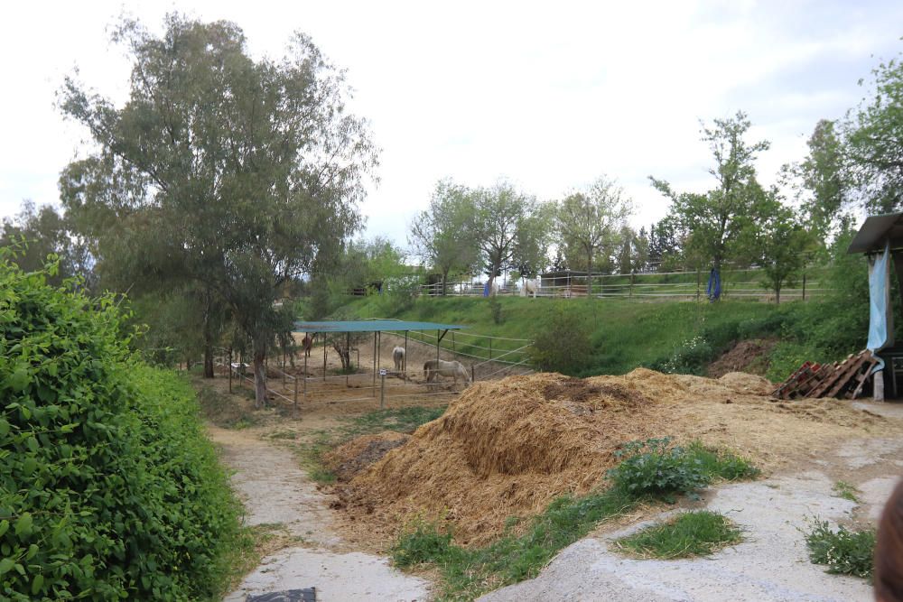 Santuario de caballos CYD Santa María en Alhaurín