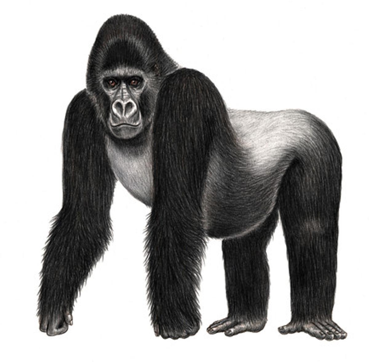 Goril·la oriental de plana (Gorilla beringei graueri). Únicament present en boscos de l’est de la República Democràtica del Congo. Territori molt fragmentat per l’avanç de l’agricultura. Es tracta del primat actual de més envergadura (els mascles poden pesar fins a 225 quilos en llibertat). Població: entre 2.000 i 10.000 individus.