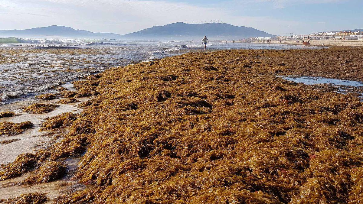 Acumulación de alga invasora en Tarifa.