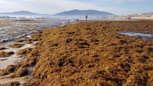 Alga invasora en Tarifa