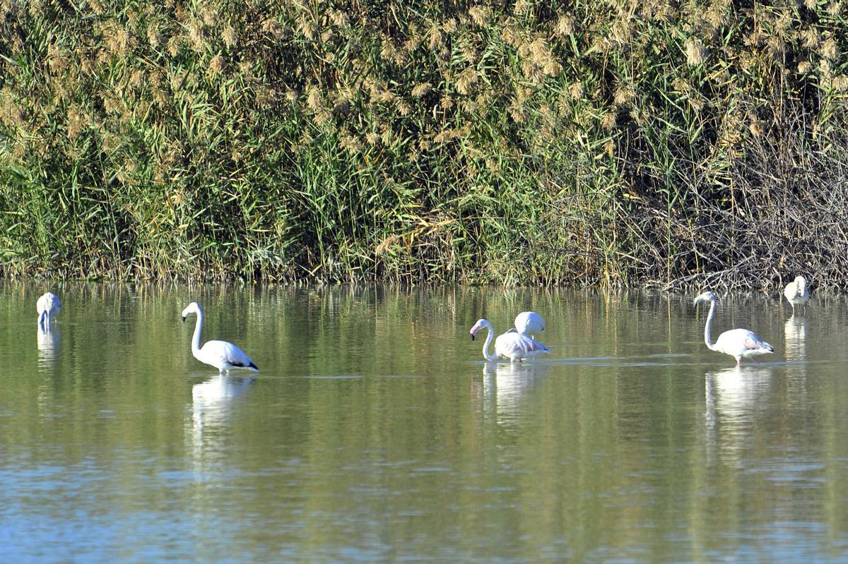 Flamencos en el parque natural de El Hondo