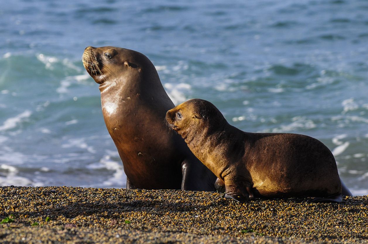 Lobos marinos en Península Valdés