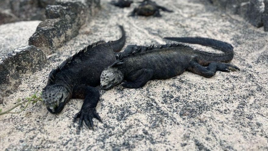 Esperando el tsunami en las Galápagos