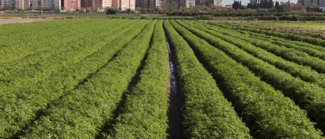 La huerta de Campanar, a la que el PAT da máxima protección.