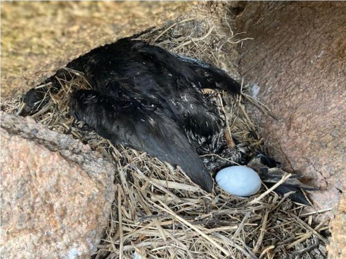 Un nido depredado y una hembra de cormoran monudo muerta en el Parque Nacional Illas Atlanticas