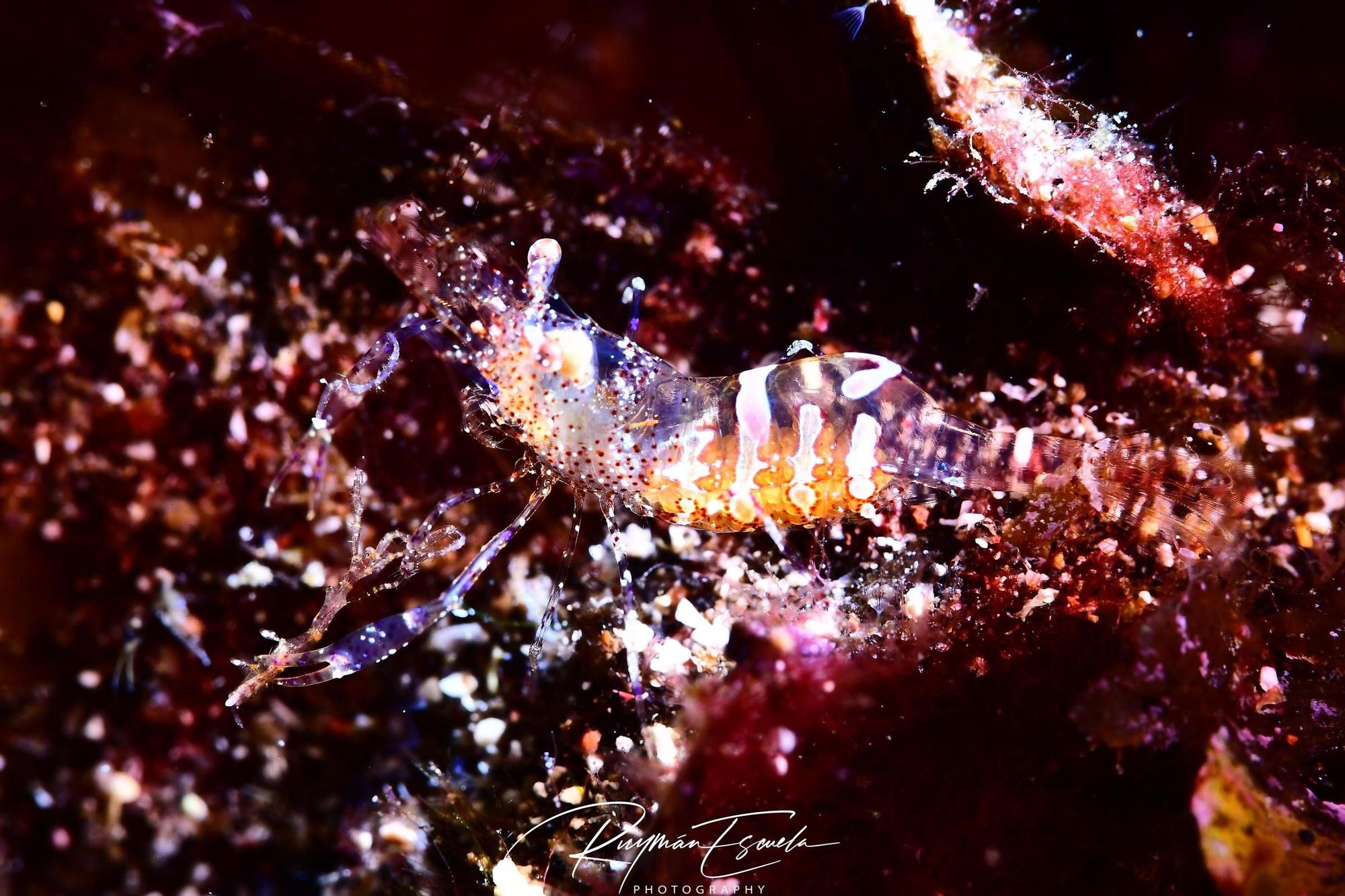 Imágenes del Campeonato de Foto Submarina de El Hierro