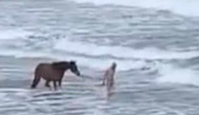 Un caballo pasea y se baña en Las Canteras