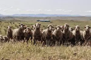 Lonja de Extremadura, martes 14 de julio de 2026