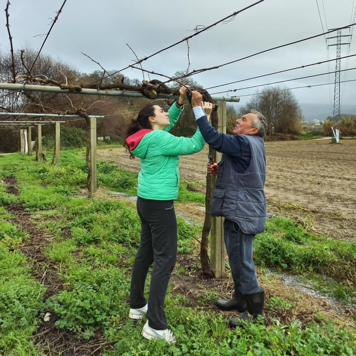 Miembros de la bodega Casa da Barca atando las cepas.