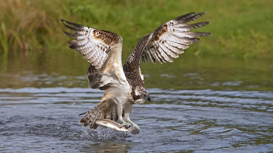 L’àguila pescadora mesura entre 52 i 60 cm d’alt, amb una envergadura que oscil·la entre 152 i 167 cm.