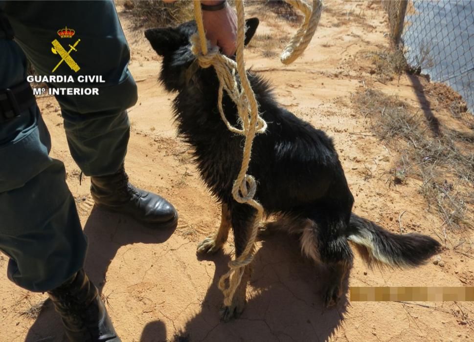 Investigan a dos personas por el abandono de unos canes