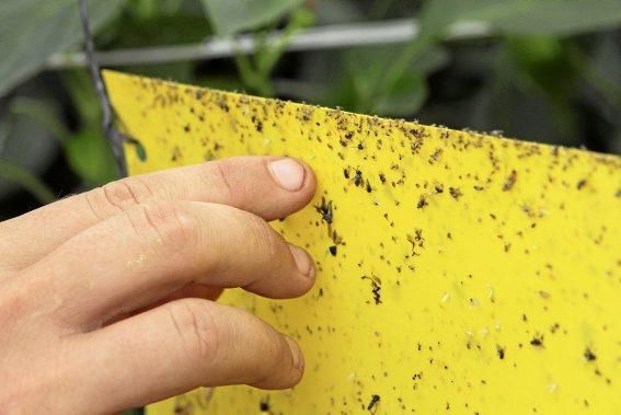 Ein Besuch bei Jaume Pou auf der Paprika-Plantage bei Inca.