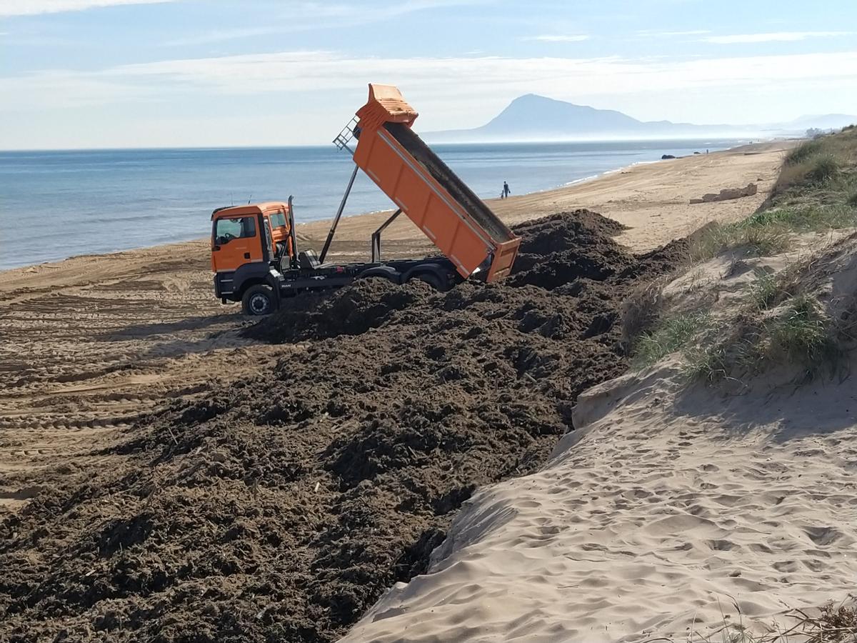 Posidonia que llegó a la playa de Oliva en 2020.