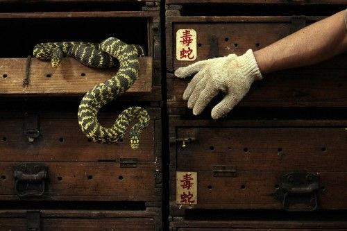 Serpientes cuelgan de un cajón de madera grabado con los caracteres chinos 'serpiente venenosa' en una tienda de sopas de serpiente en el Festival de la Primavera en Hong Kong