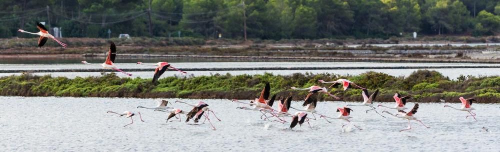 Flamencos en Ibiza