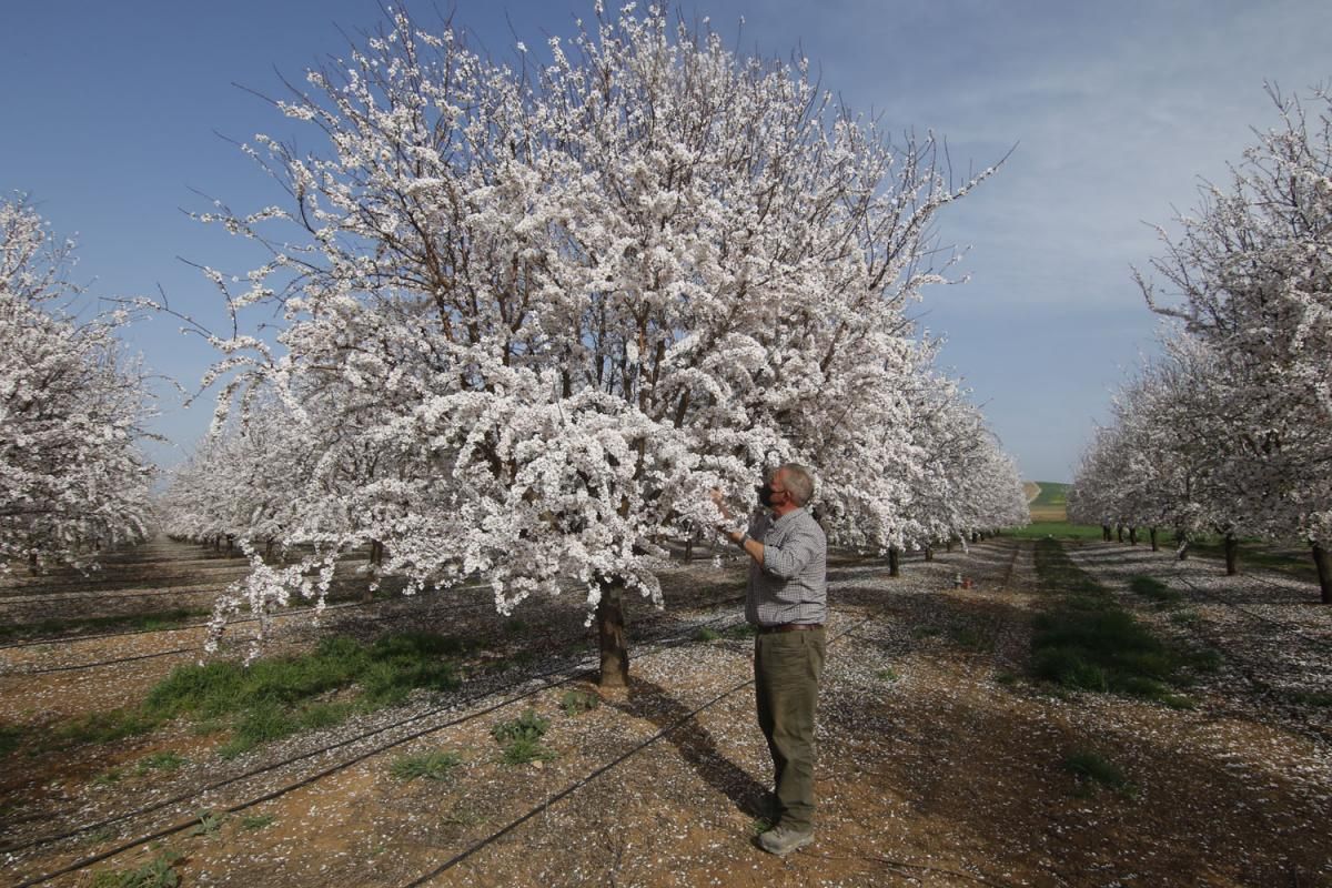 Almendros en flor, un espectáculo de la naturaleza