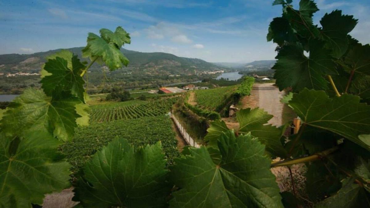 Viñedos de Reboreda Morgadio  en O Ribeiro, con una de las mayores plantaciones de la zona.