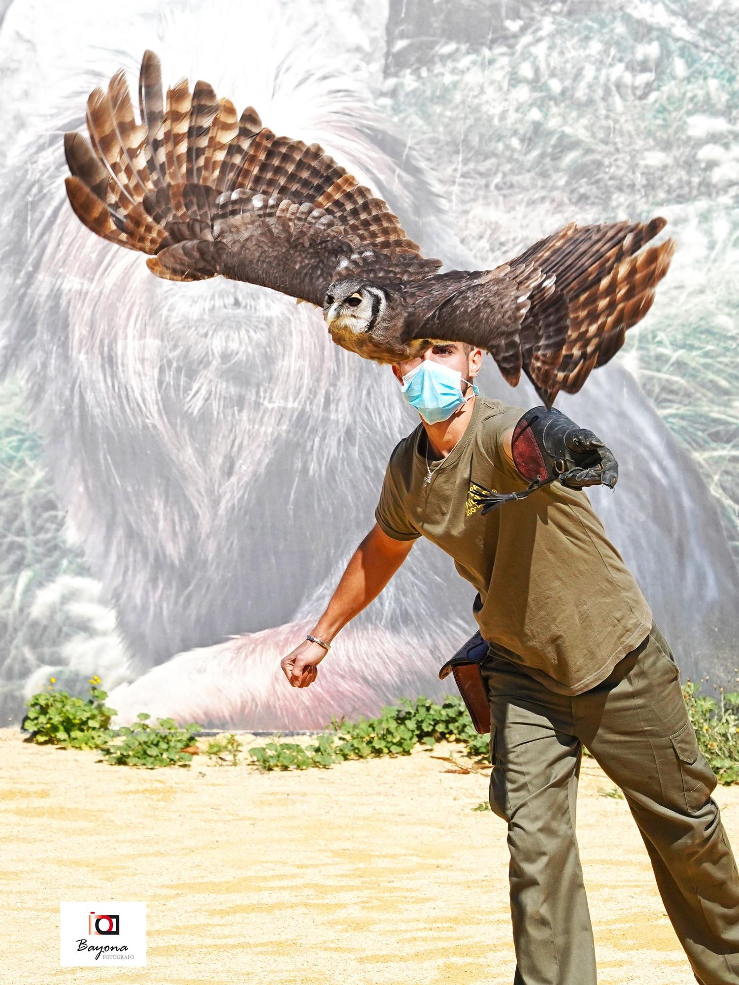 Durante la demostración educativa de aves rapaces sorprende el imponente vuelo de los halcones de Harris